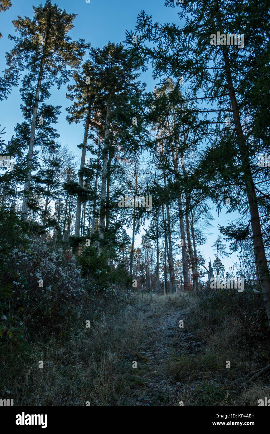 Spaziergang winter wald hi-res stock photography and images - Alamy