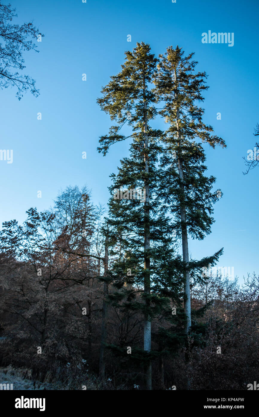 Spaziergang winter wald hi-res stock photography and images - Alamy
