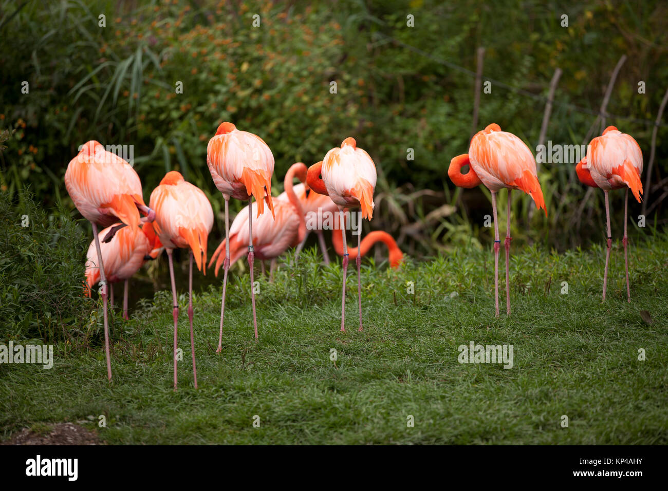 group of pink flamingos Stock Photo Alamy