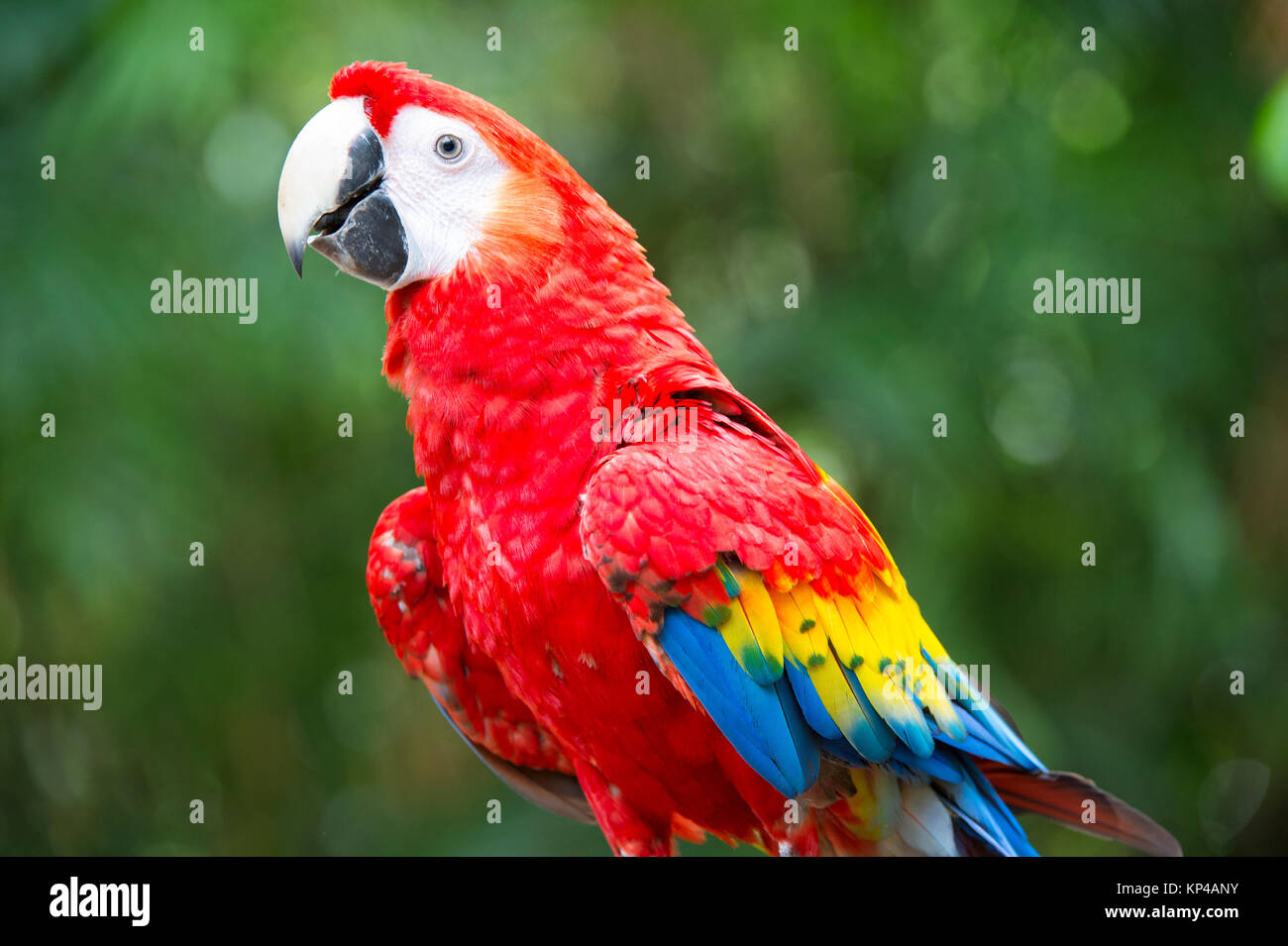 hybrid macaw Stock Photo