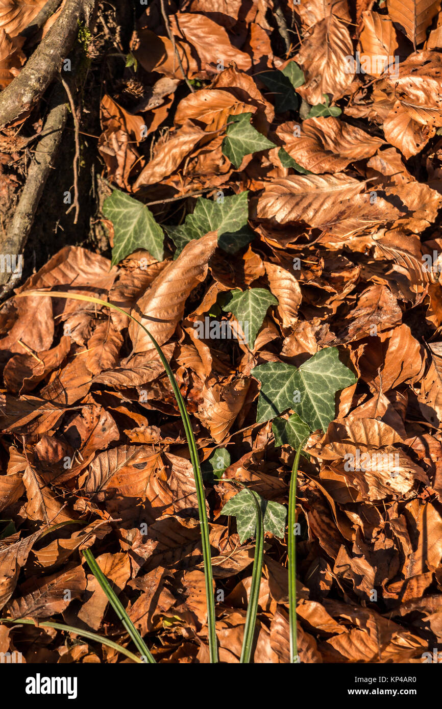 Fallen brown leaves and ivy in the middle of the forest Stock Photo