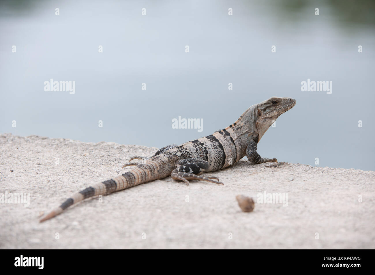 Varanus mabitang hi-res stock photography and images - Alamy