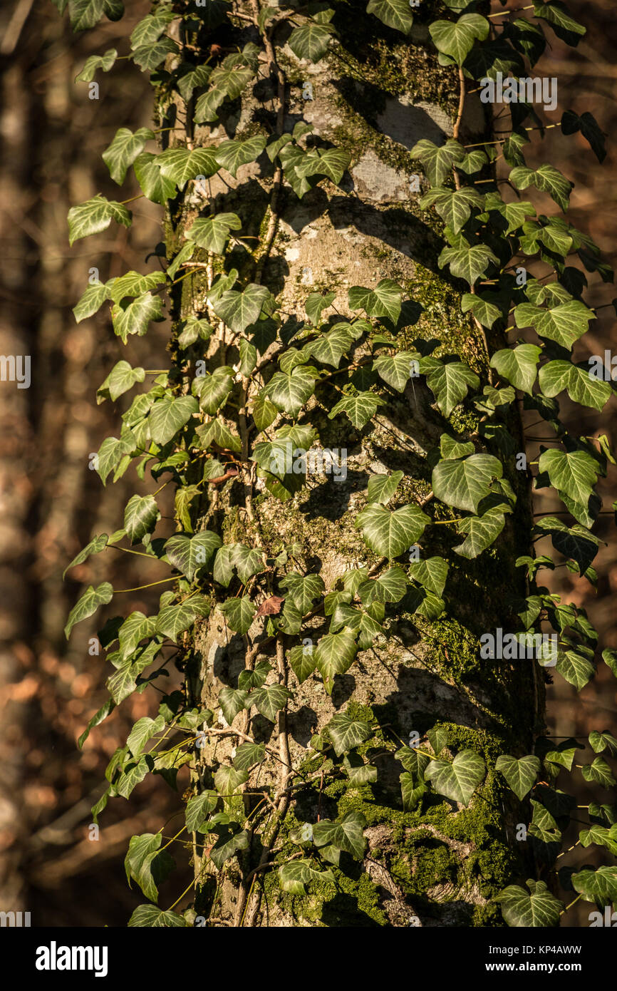 Poison ivy on an old tree in the middle of the forest Stock Photo