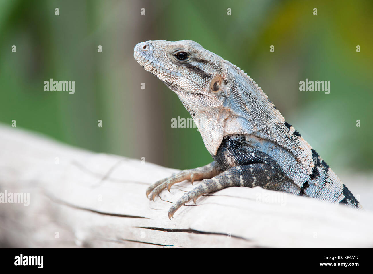 Varanus mabitang hi-res stock photography and images - Alamy