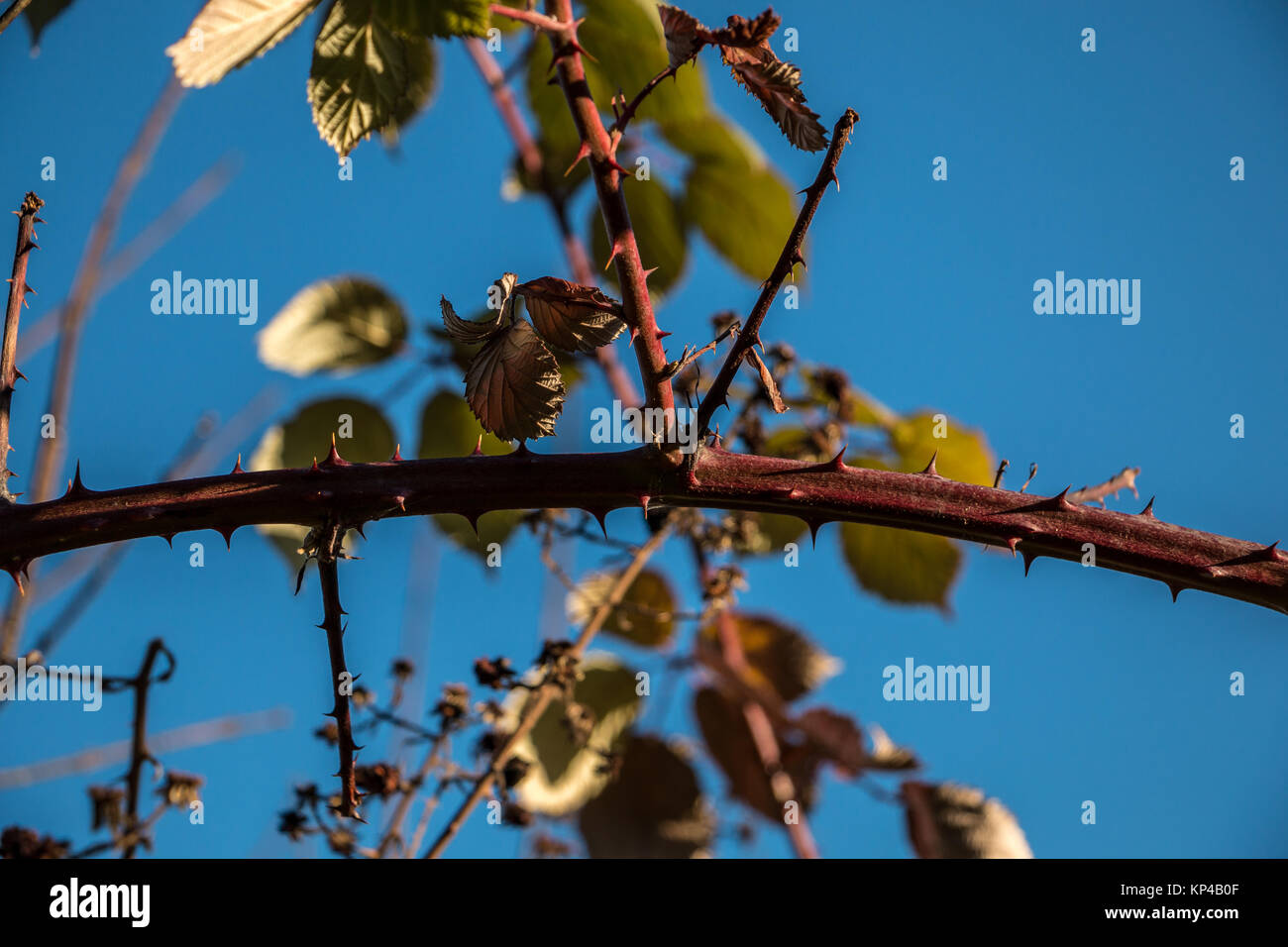 Branch with sharp spines and green leaves and blue sky Stock Photo