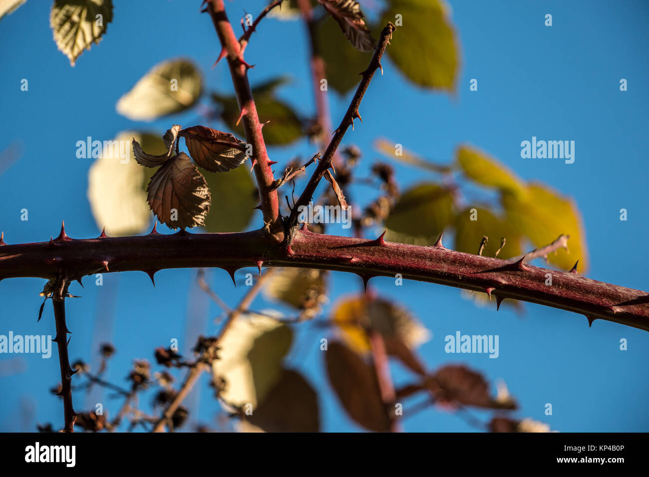 Branch with sharp spines and green leaves and blue sky Stock Photo