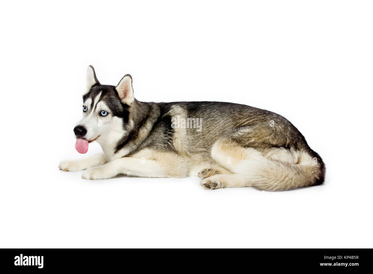 siberian husky tongue out Stock Photo Alamy