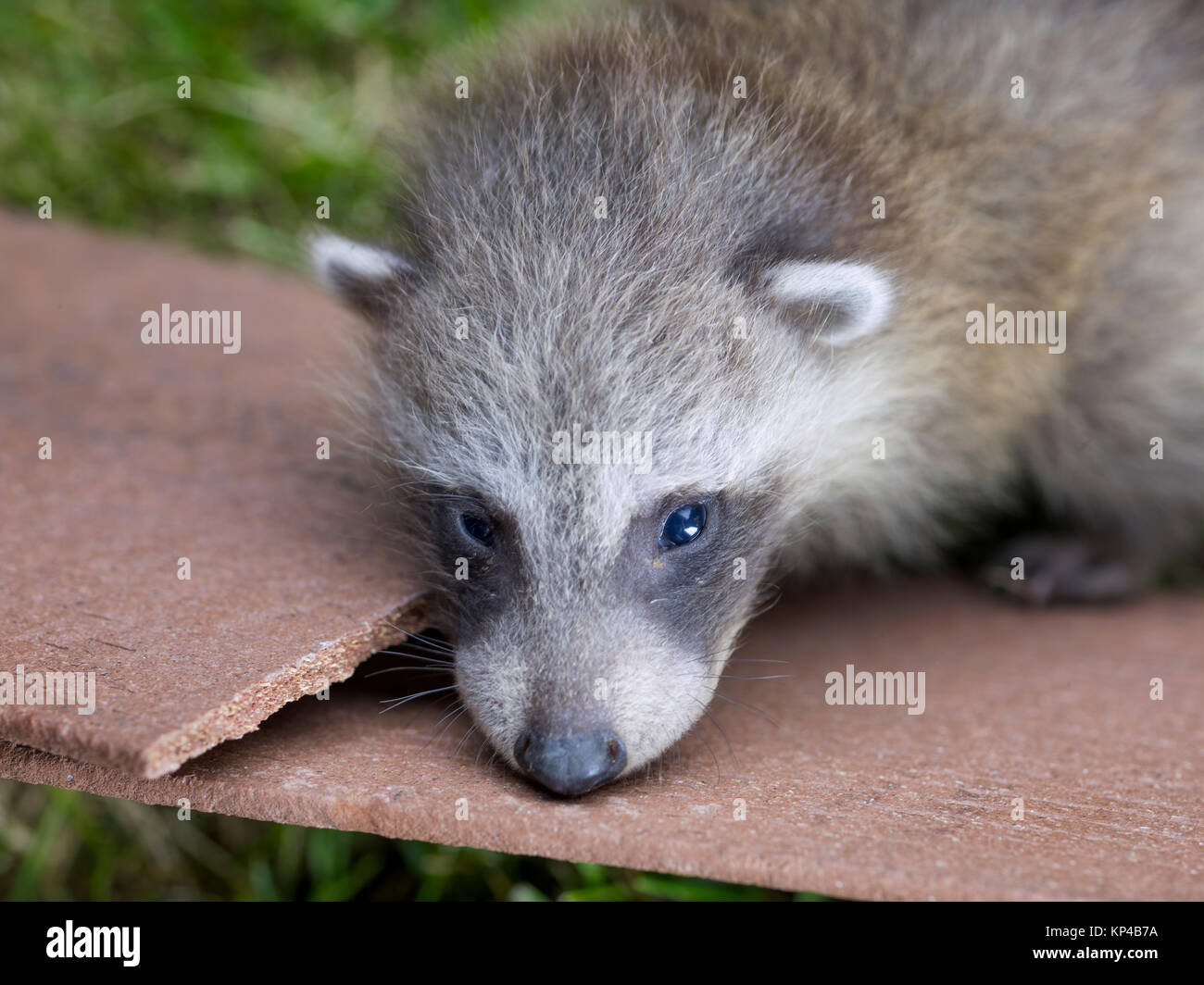 Six week old baby racoon stock photo alamy