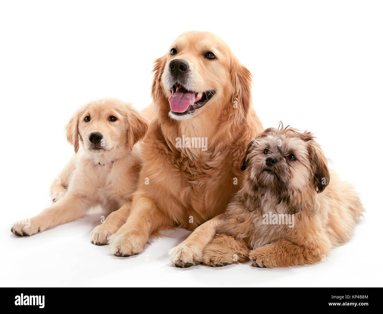 Three Dogs Stock Photo - Alamy