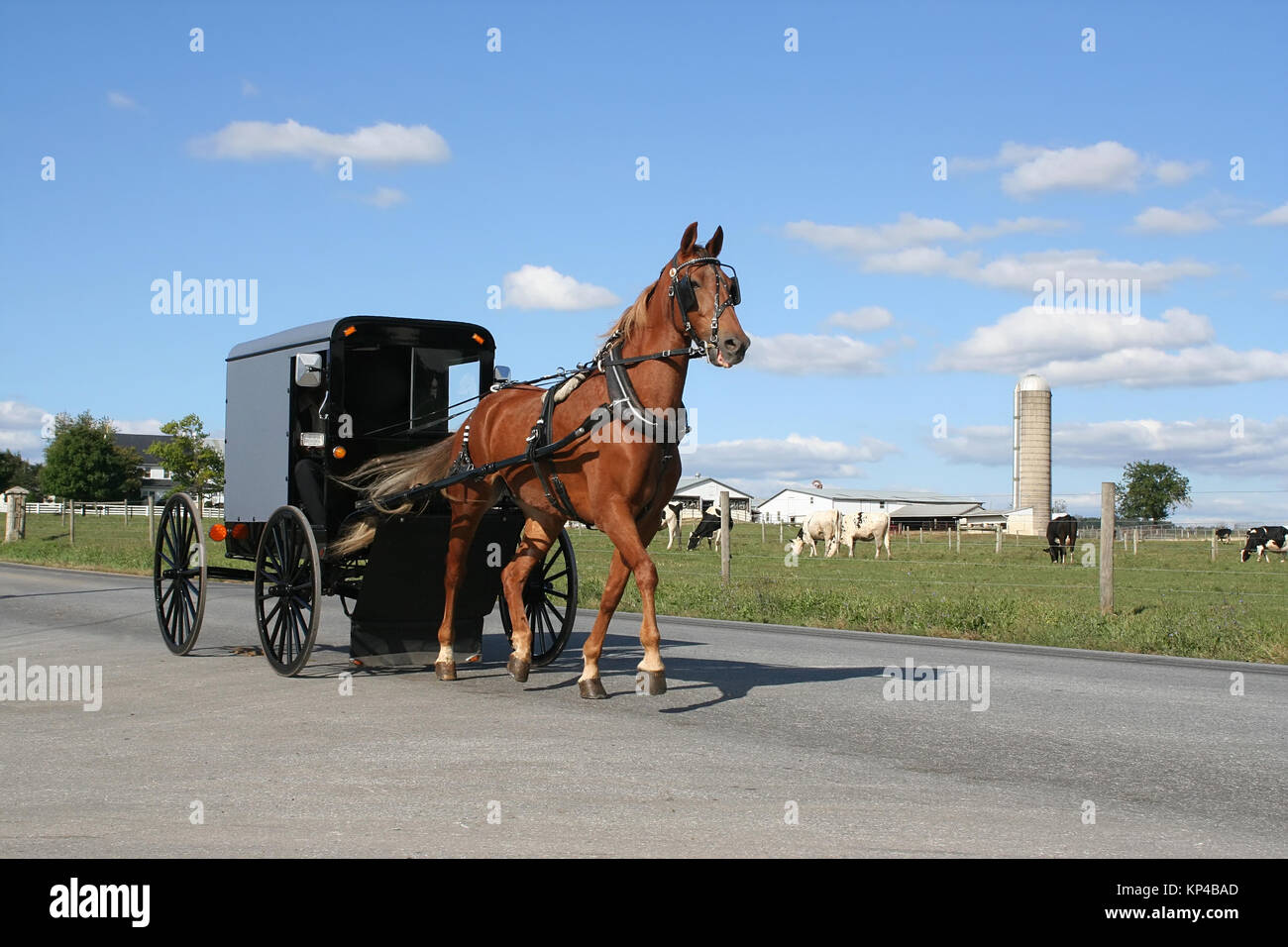 Amish horse and carriage Stock Photo Alamy