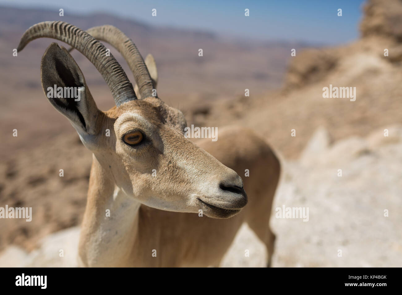 an Ibex wilde goat in the Ramon Crater at the negev desert south of ...