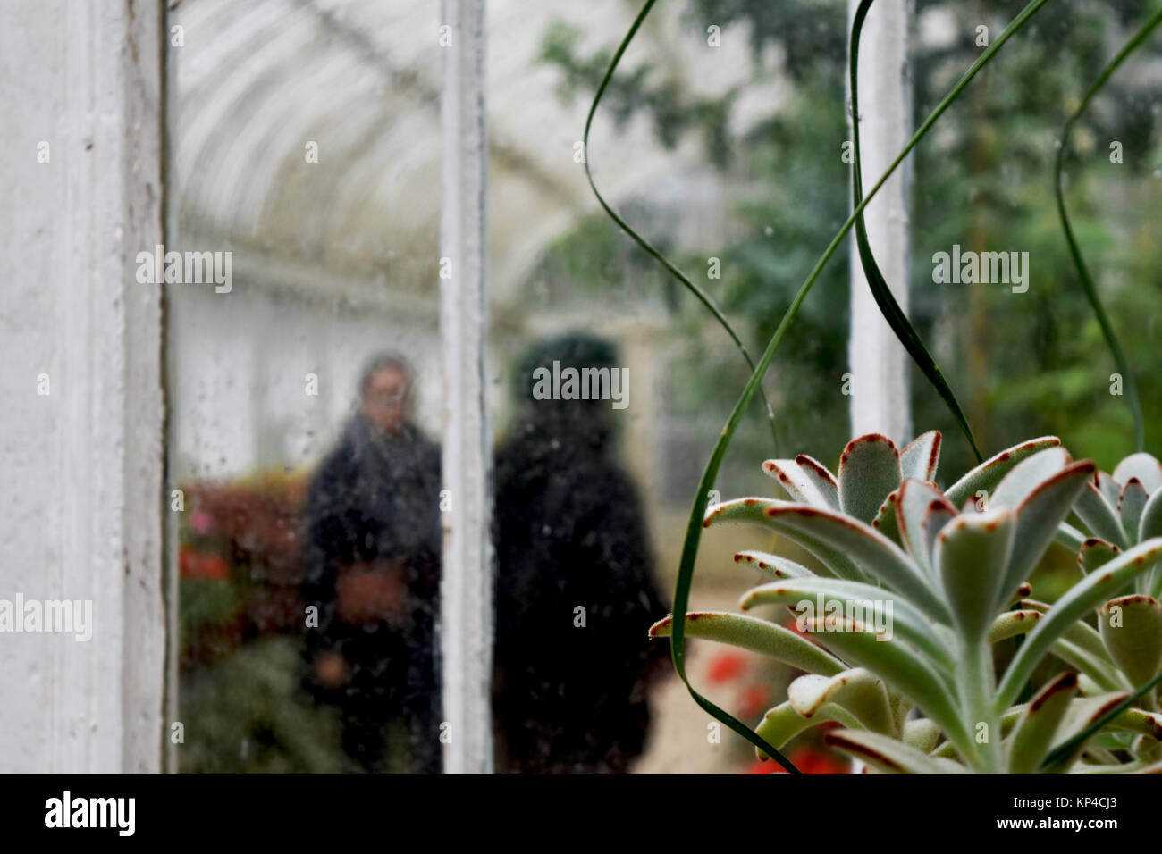Greenhouse Botanic Gardens Belfast High Resolution Stock Photography ...