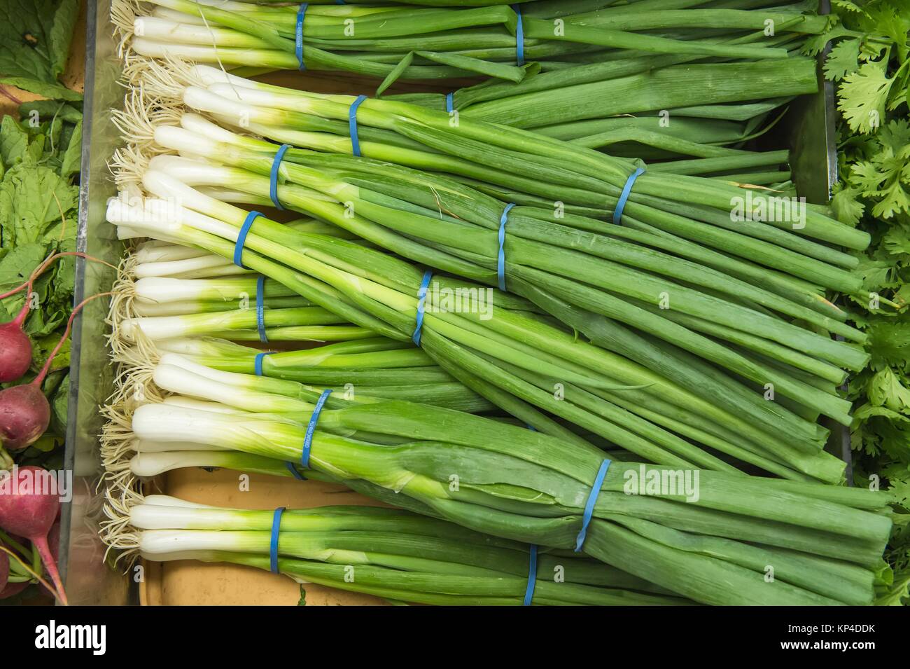 Bunches of green onions hi-res stock photography and images - Alamy