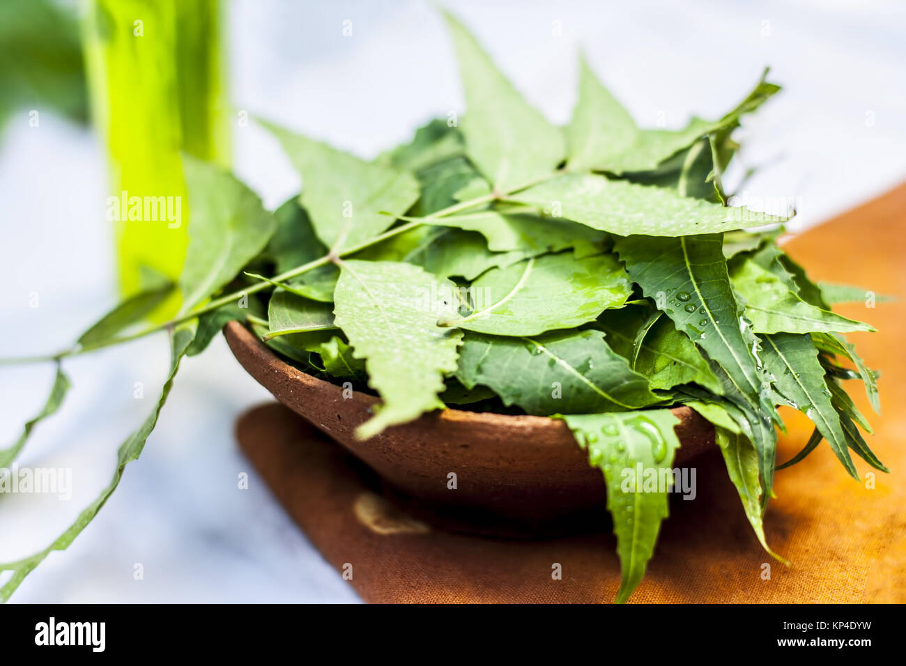 Azadirachta indica,Neem with its leaves and oil in a bottle  in a clay bowl for skin care. Stock Photo