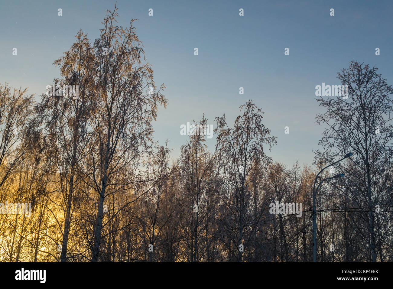 trees covered with snow on sky background Stock Photo - Alamy