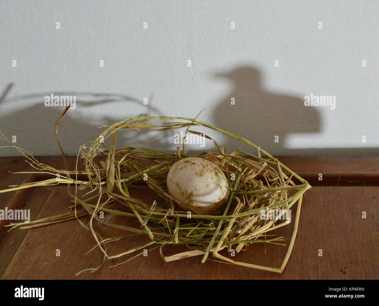 egg in the nest and shadow of bird background Stock Photo - Alamy