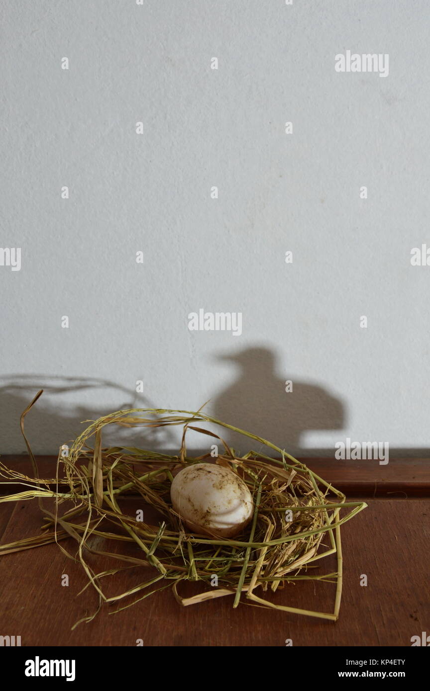 egg in the nest and shadow of bird background Stock Photo - Alamy