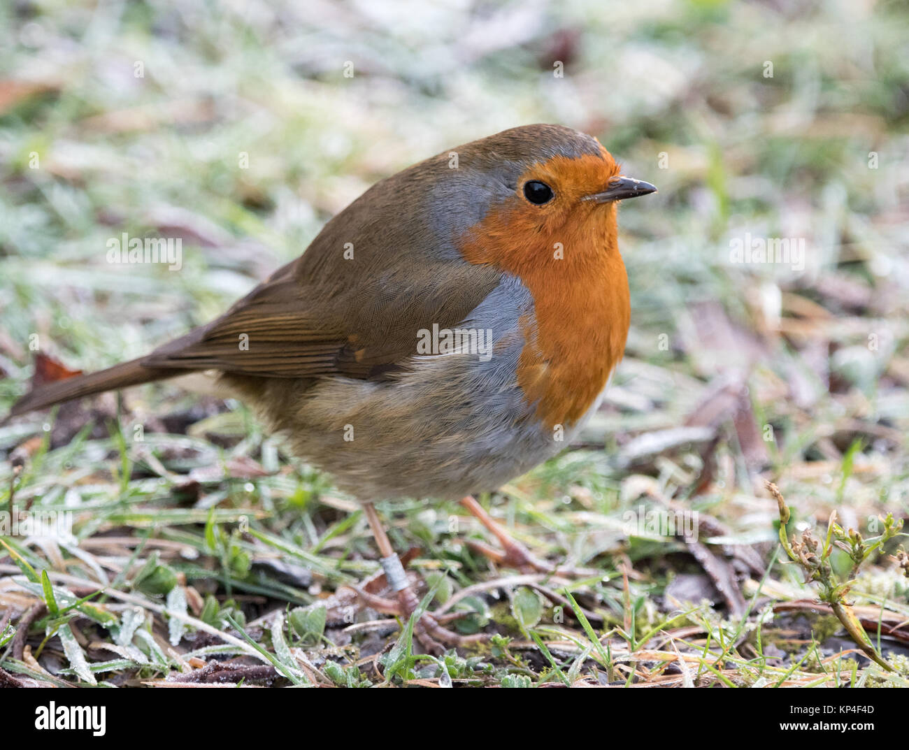Ringed Robin on the ground Stock Photo Alamy