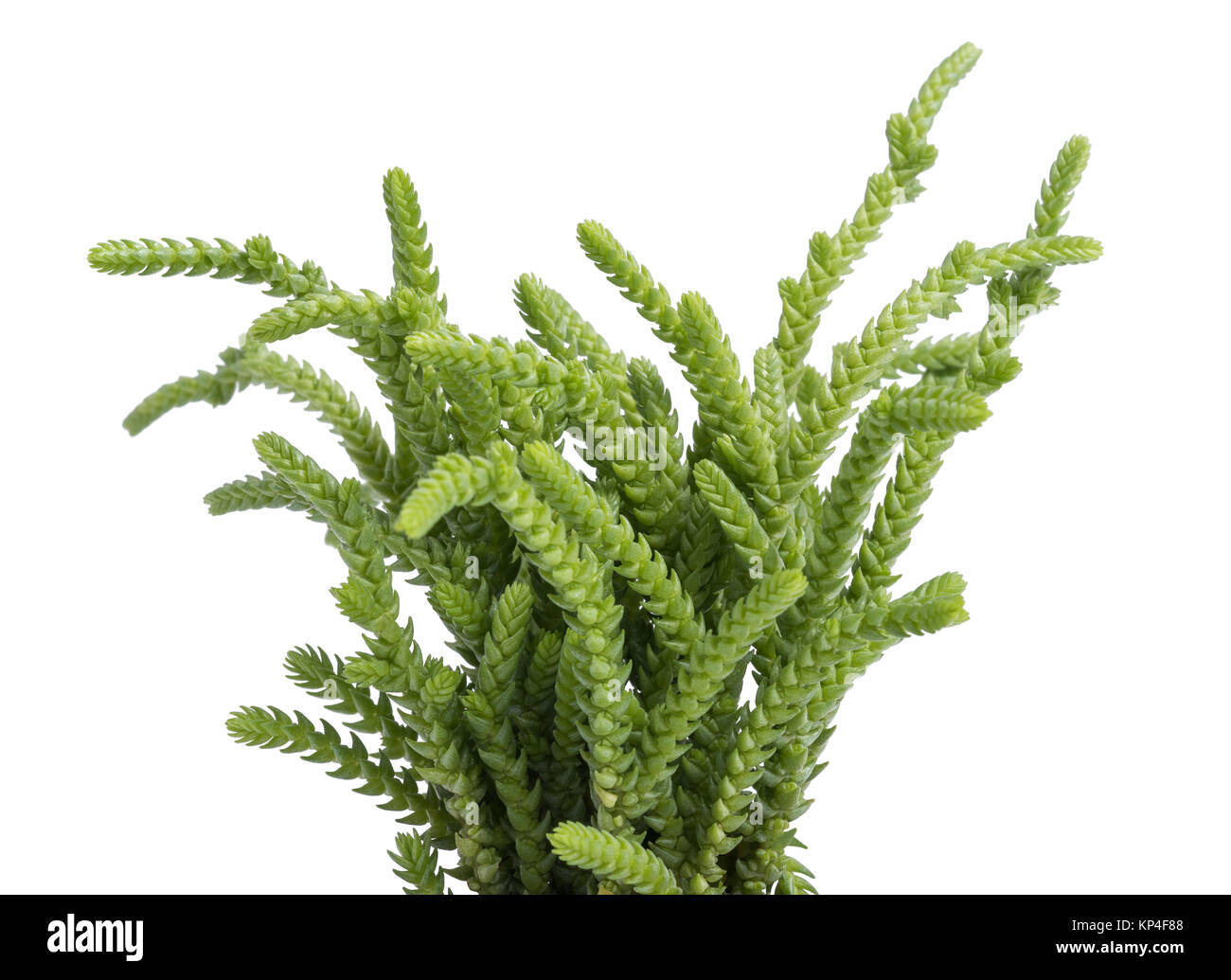 Crassula muscosa lycopodioides plant isolated on white background Stock Photo