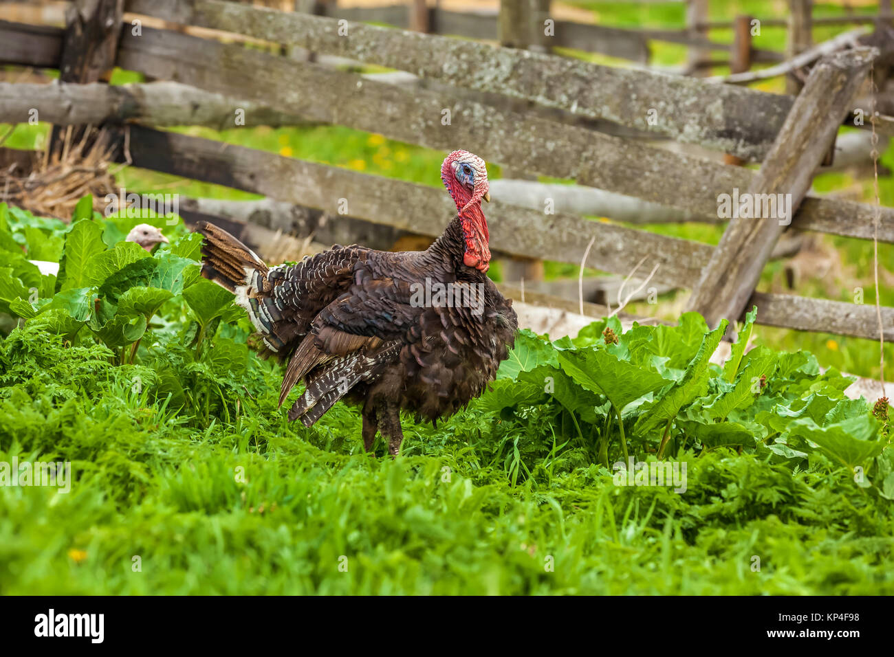 Thick turkey on the green grass in front of the fence. Thanksgiving