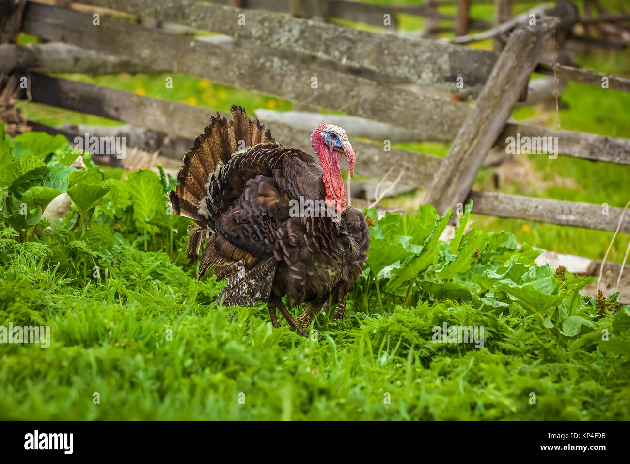 Thick turkey on the green grass in front of the fence. Thanksgiving