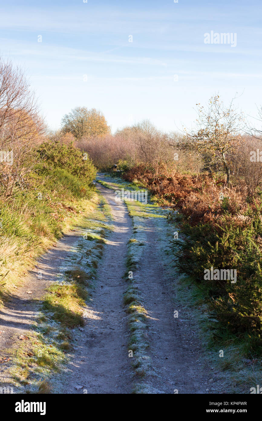 Footpath leading through nature reserve on a sunny winters day, Dorset, UK Stock Photo