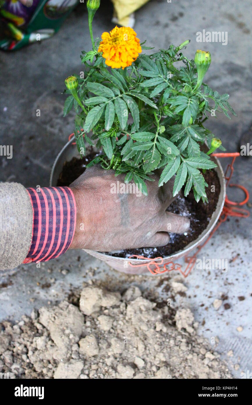 Hand of a male Indian Gardener mixing pesticide with the soil of the potted marigold plant lying in the balcony of an apartment in Delhi, India Stock Photo