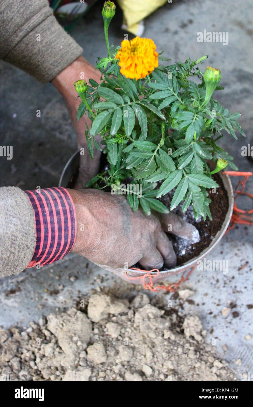 Hands of a male gardener mixing pesticide with soil of the potted marigold plant lying in the balcony of an apartment in Delhi, India Stock Photo