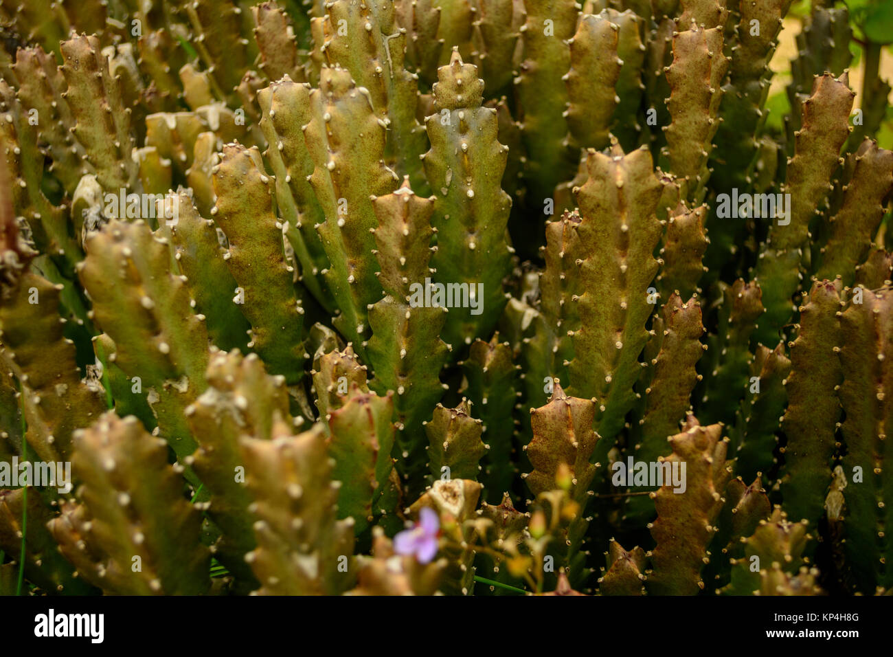 Close up of Moroccan Mound Cactus plant Stock Photo - Alamy