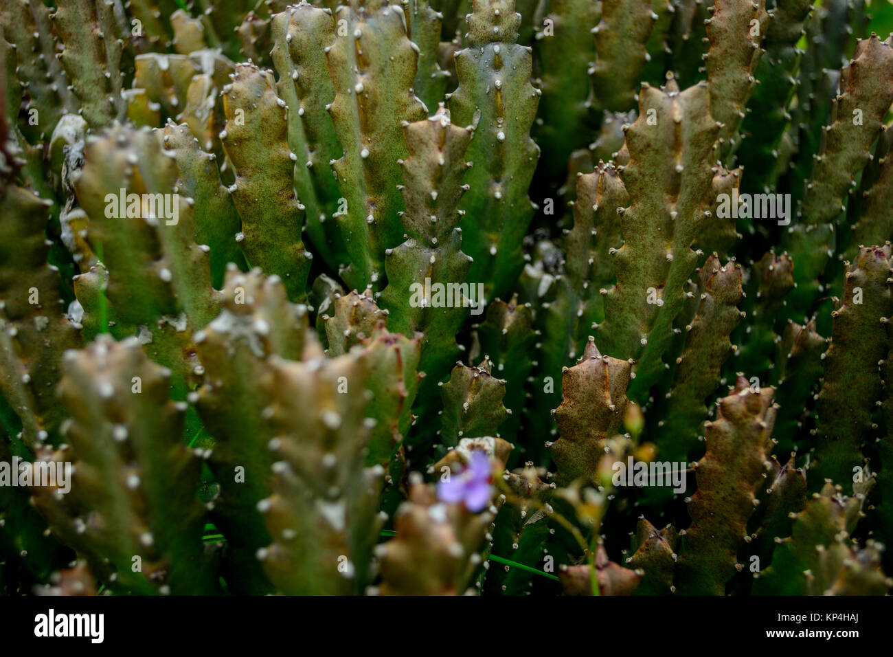 Close up of Moroccan Mound Cactus plant Stock Photo - Alamy