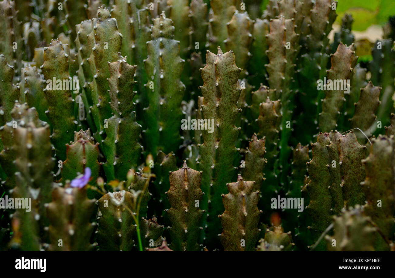 Close up of Moroccan Mound Cactus plant Stock Photo - Alamy