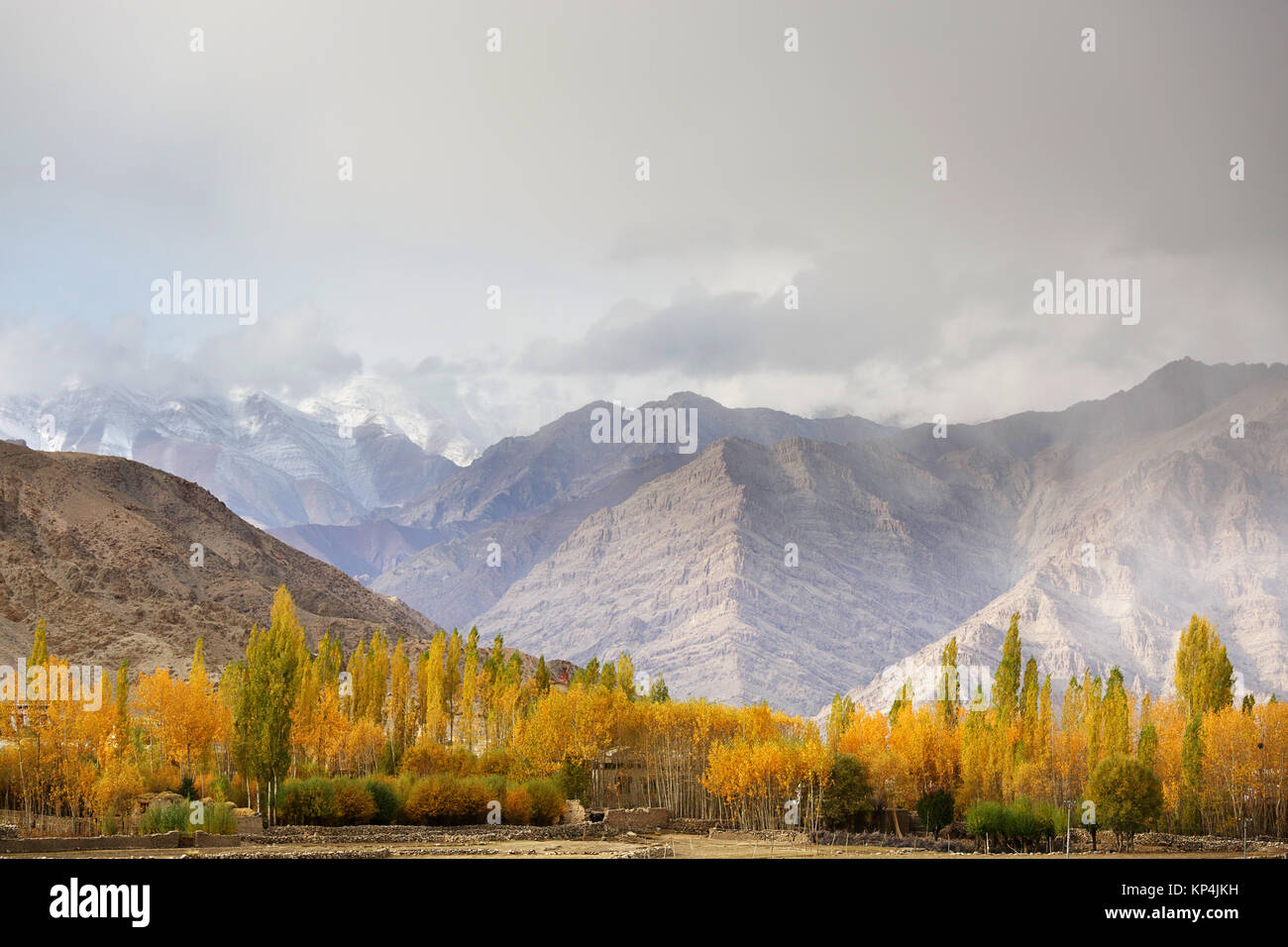 Ladakhi countryside in autumn, with trees in fall colours and himalayan mountains in the backdrop, Ladakh, Jammu and Kashmir, India. Stock Photo