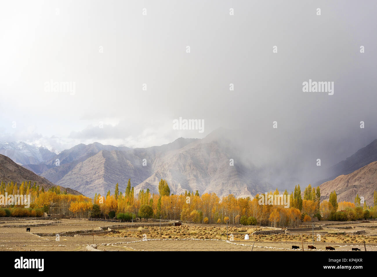 Ladakhi countryside in autumn, with trees in fall colours and himalayan mountains in the backdrop, Ladakh, Jammu and Kashmir, India. Stock Photo