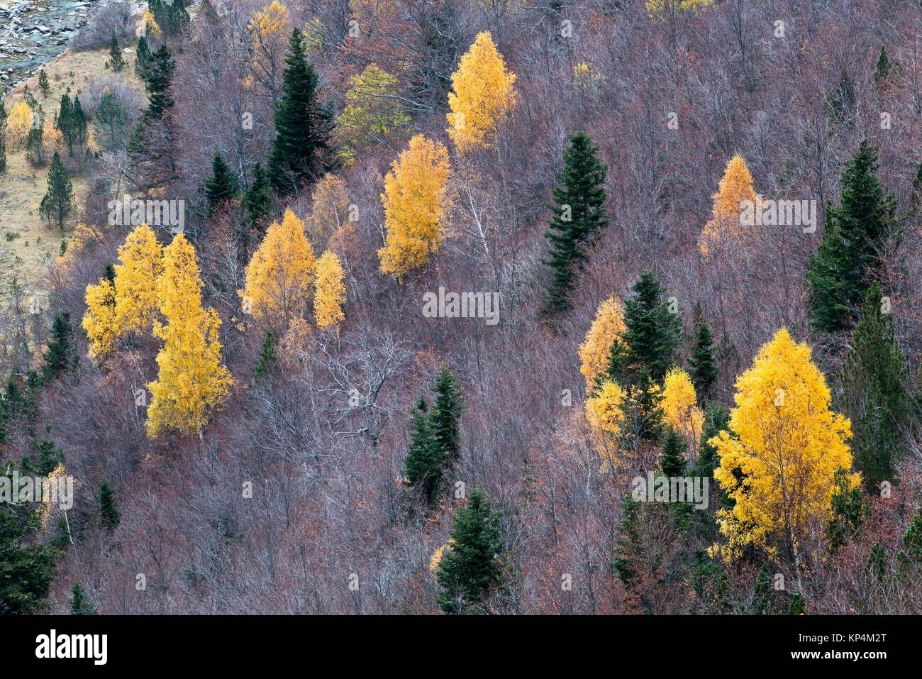 Bosque de mixto hi-res stock photography and images - Alamy