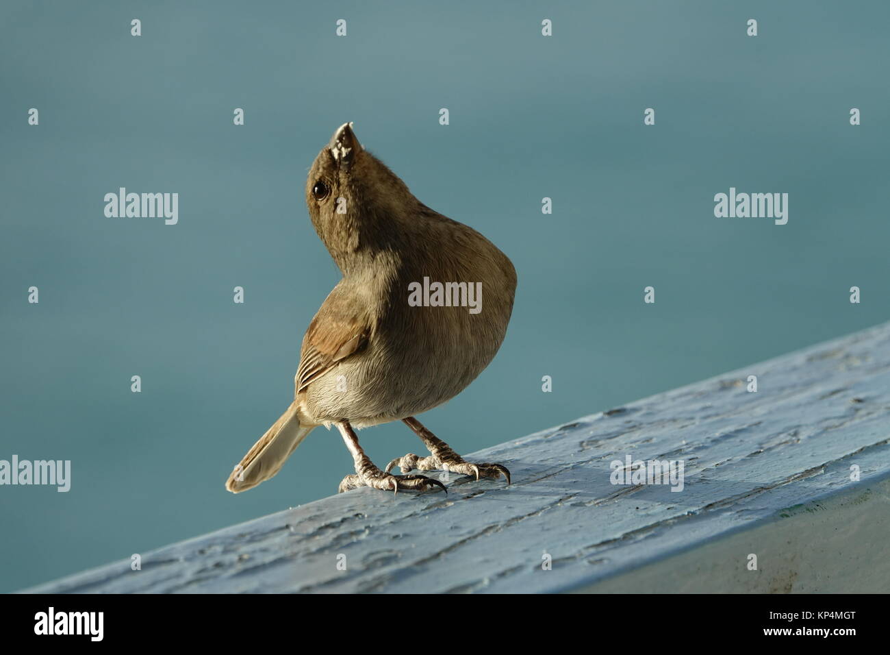 Bajan Hi Res Stock Photography And Images Alamy Bajan Hi Res Stock Photography And Images Alamy