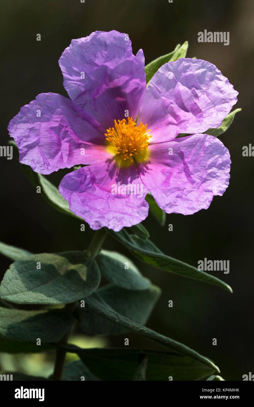 Planta de estepa hires stock photography and images Alamy