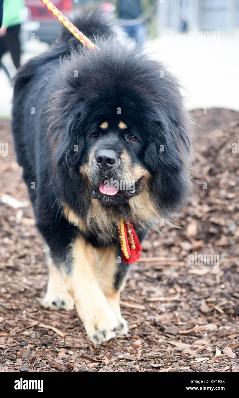 Tibetan Mastiff is a large Tibetan dog breed. Originating with the nomadic cultures of Tibet, China, India, Mongolia and Nepal, it is used by local tr Stock Photo
