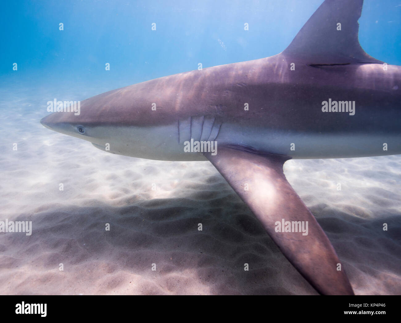 Dusky shark (Carcharhinus obscurus) a species of requiem shark, in the family Carcharhinidae, occurring in tropical and warm-temperate continental sea Stock Photo
