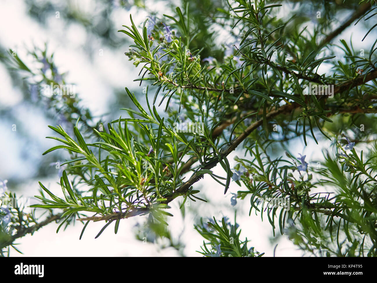 fresh spring branches of rosemary and its blossoms Stock Photo
