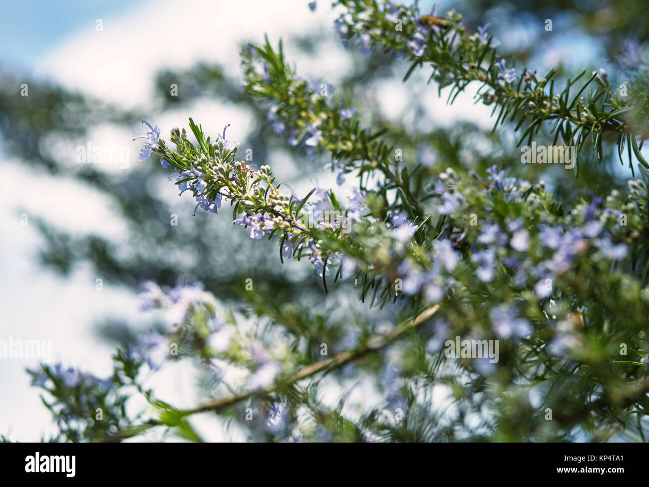 fresh spring branches of rosemary and its blossoms Stock Photo