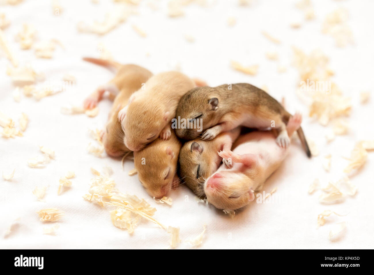 Small mice babies. Macro image Stock Photo Alamy