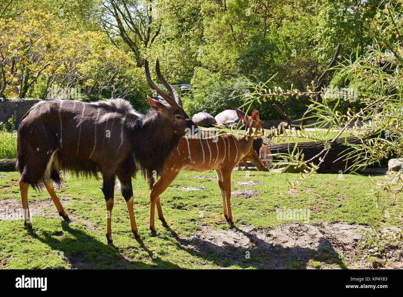 Casper Inyala Female Nyala Inyala Tragelaphus Angasii High Resolution Stock ...