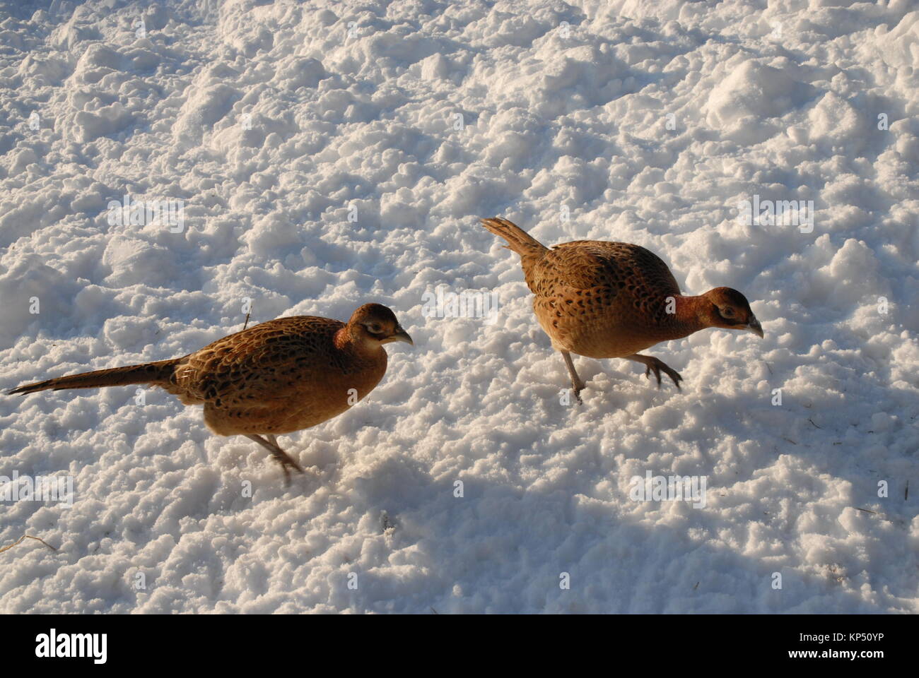 Pheasants in Snow Stock Photo
