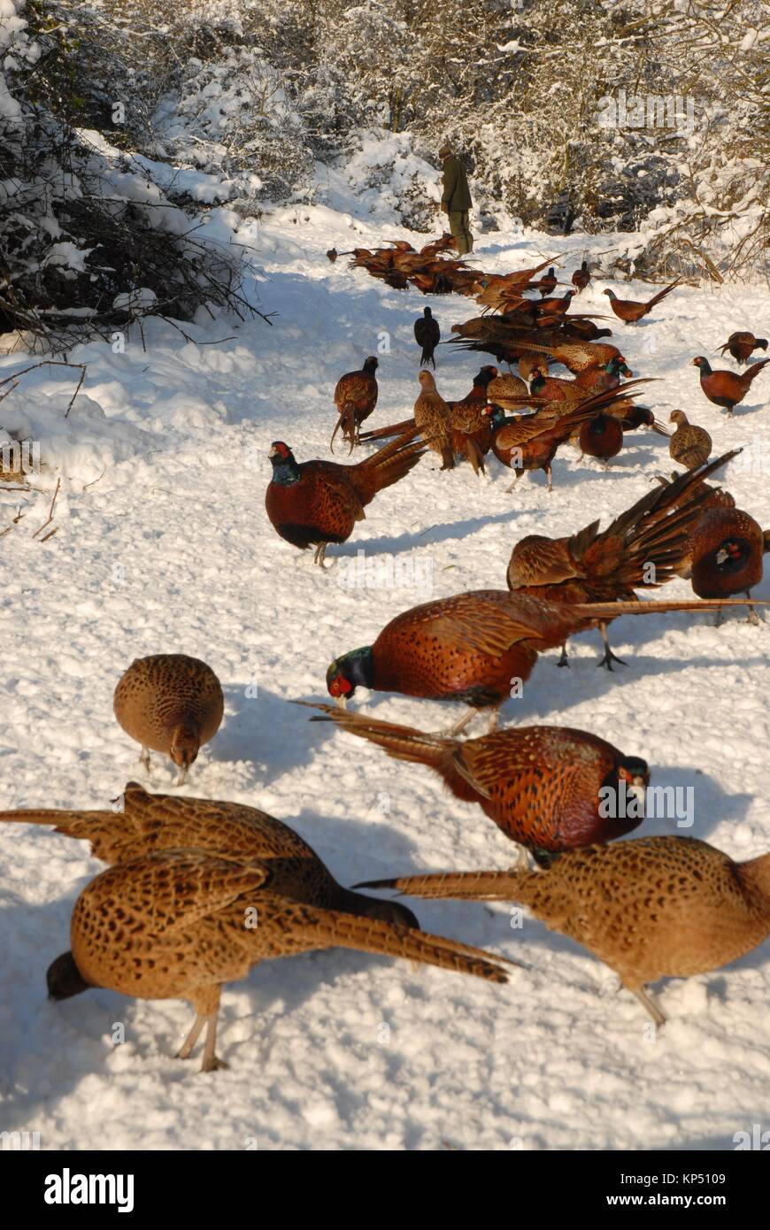 Pheasants feeding hi-res stock photography and images - Alamy