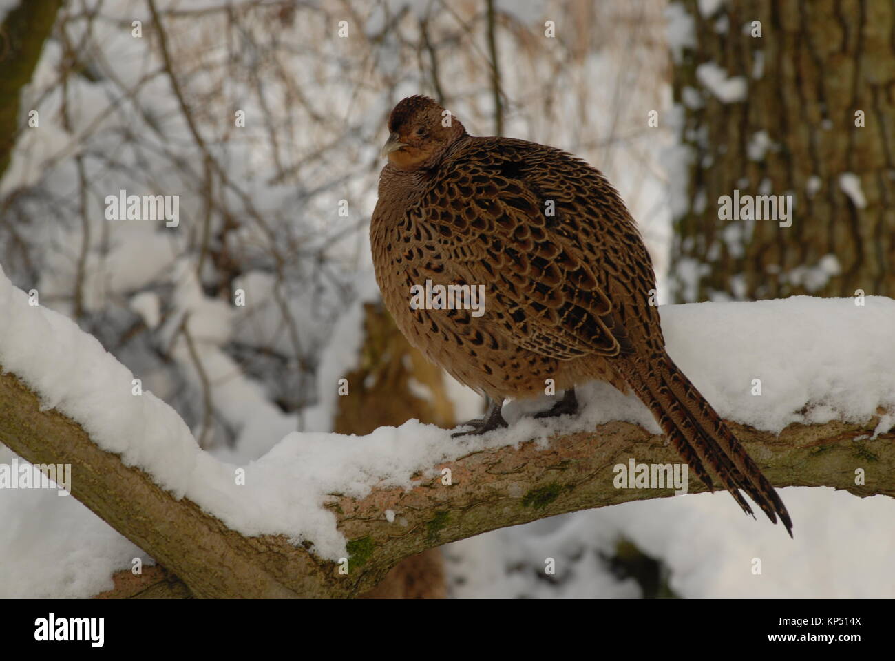 Hen Pheasant in Snow Stock Photo