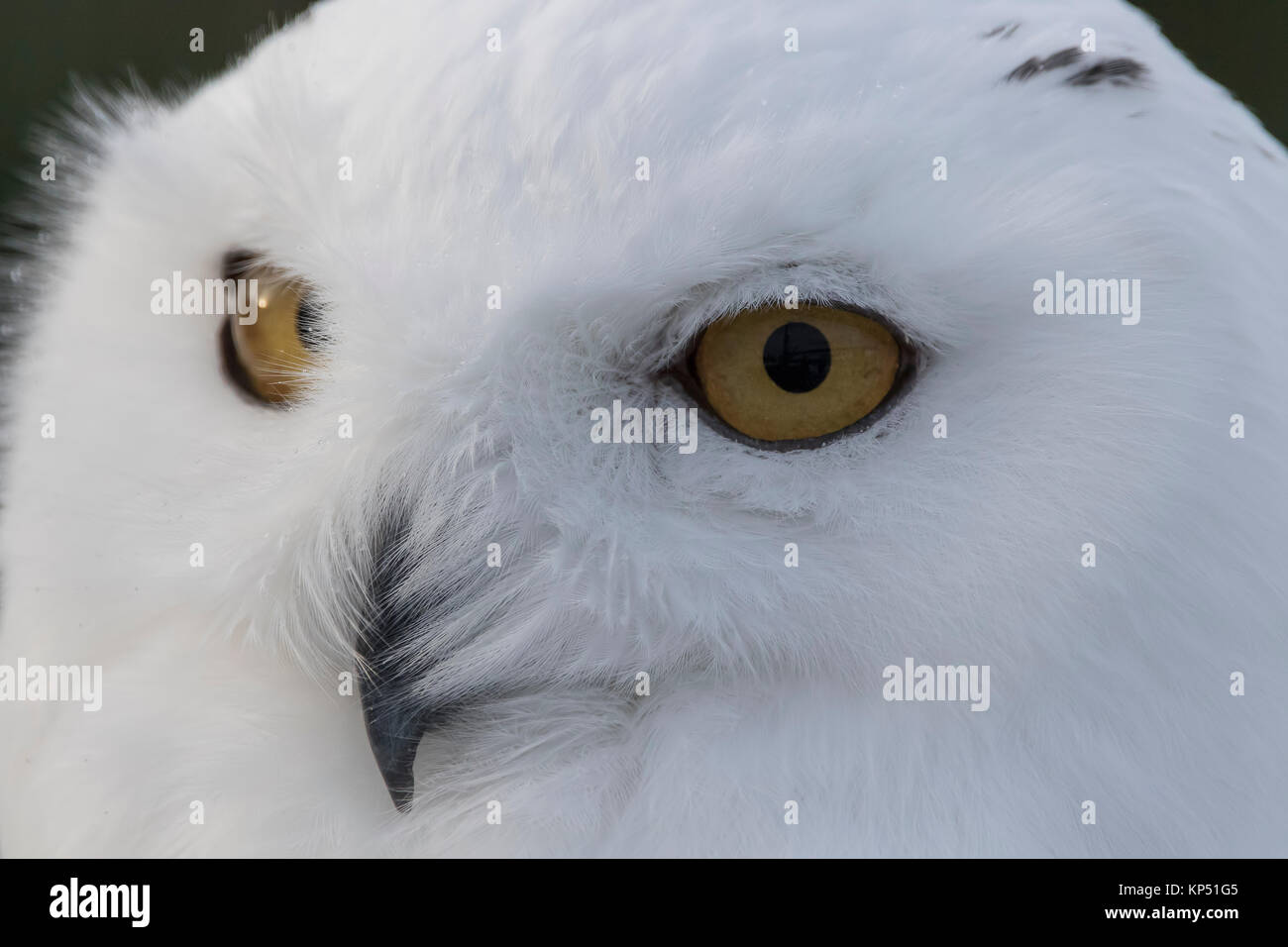 snowy owl, Bubo scandiacus, close up portrait of face and eye detail during winter in scotland. Stock Photo