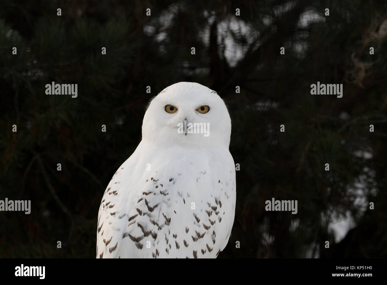 snowy owl, Bubo scandiacus, close up portrait of face and eye detail during winter in scotland. Stock Photo