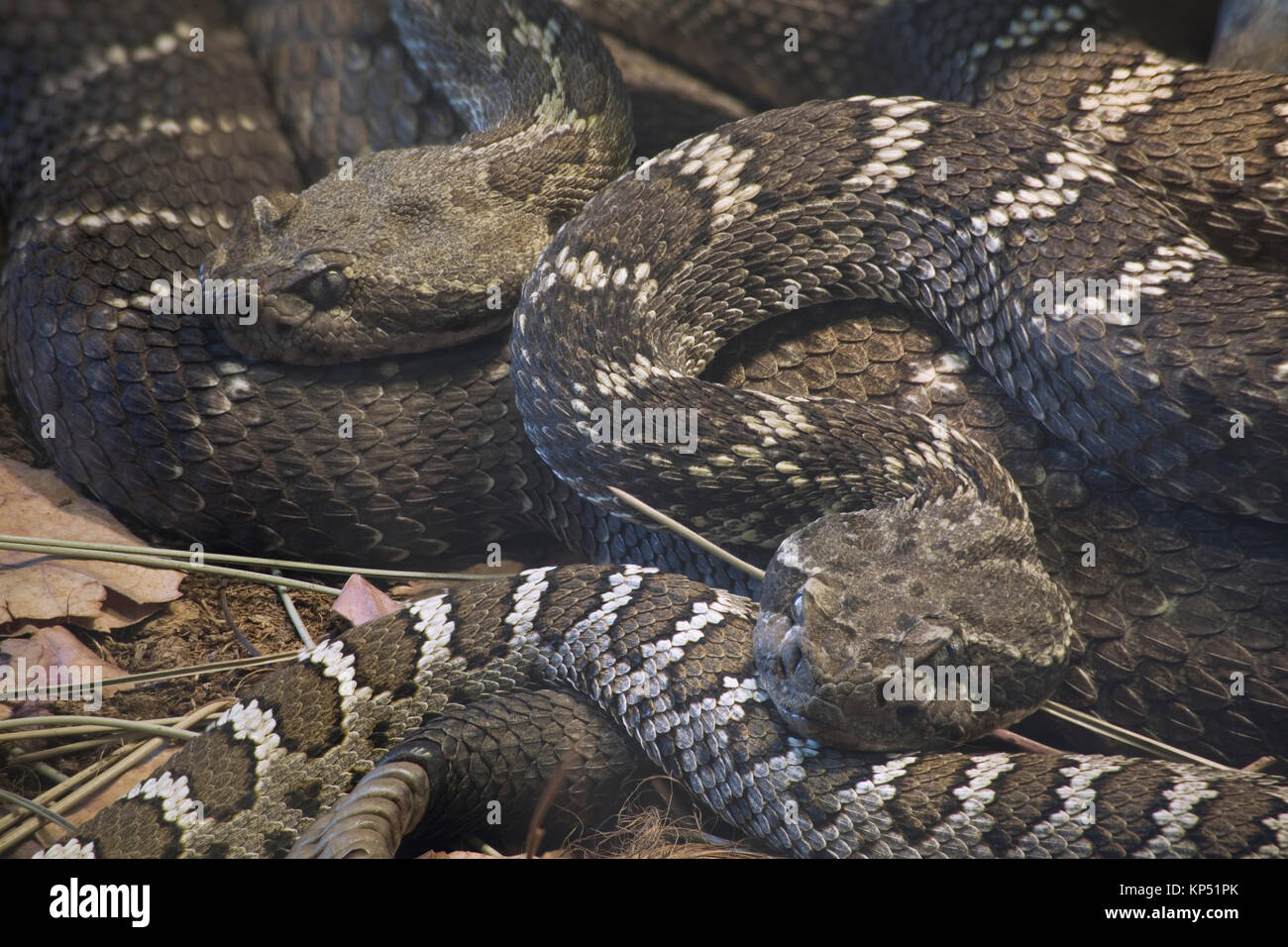 Arizona Black Rattlesnake Stock Photo