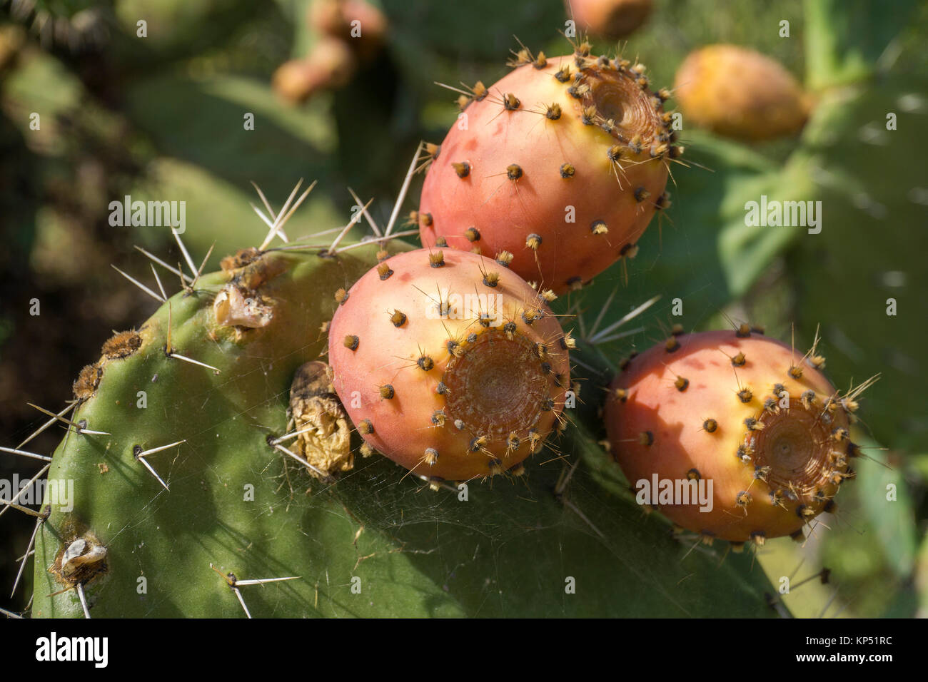 Prickly pears (Opuntia ficus-indica), Olbia-Tempio, Gallura, Sardinia, Italy, Mediterranean sea, Europe Stock Photo