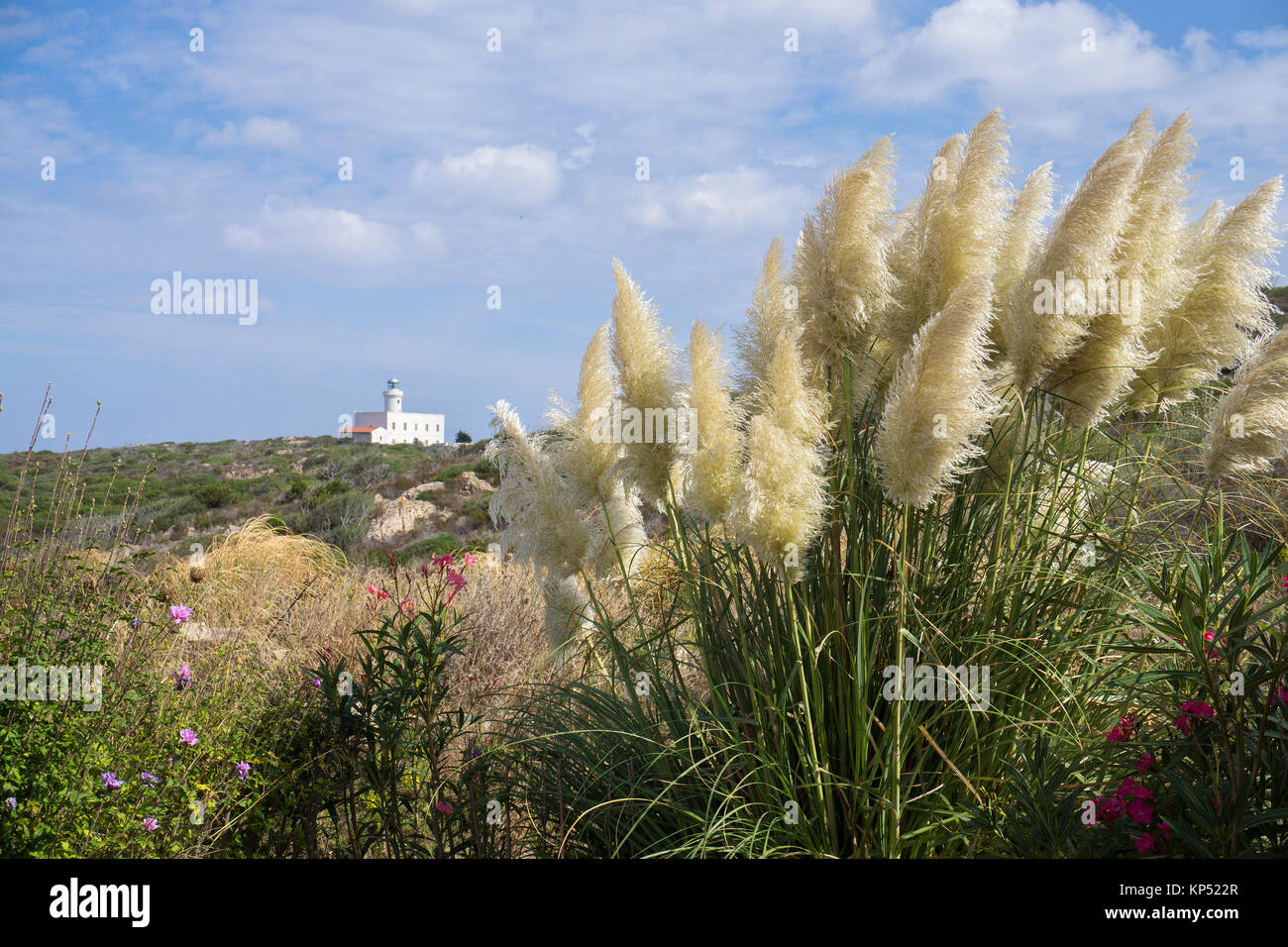 Pampas grass (Cortaderia selloana) and lighthouse, Capo Ferro, Costa Smeralda, Sardinia, Italy, Mediterranean sea, Europe Stock Photo